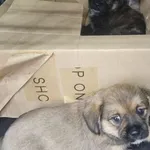 Znaleziono psa, Radom, 19 września 2025