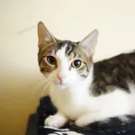 Pies do adopcji, Głowno, 14 listopada 2025