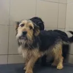 Pies do adopcji, Kraków, 6 września 2025