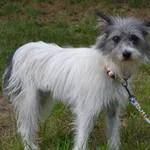 Pies do adopcji, Chełmek, 30 sierpnia 2025