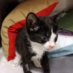 Kot do adopcji, Włocławek, 17 września 2025