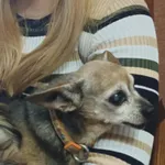 Zaginęła Chihuahua 