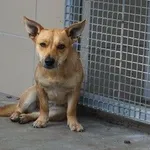 Pies do adopcji, Kraków, 6 września 2025