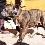 Znaleziono psa, Łódź, 19 września 2025