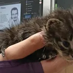 Kocurek poz. 25/668/K