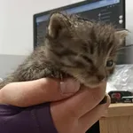 Kocurek poz. 25/667/K