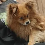 Znaleziono psa, Toruń, 13 września 2025