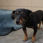 Pies do adopcji, Kraków, 7 września 2025