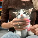 Kocurek poz. 25/651/K