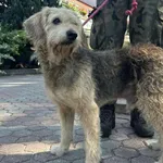 Znaleziono psa, Toruń, 12 września 2025