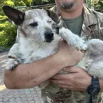 Znaleziono psa, Toruń, 12 września 2025