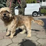 Znaleziono psa, Toruń, 12 września 2025