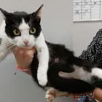 Znaleziono kota, Toruń, 13 września 2025