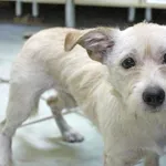 Znaleziono psa, Łódź, 21 września 2025