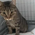 Kocurek poz. 25/646/K