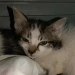 Znaleziono kota, Toruń, 14 września 2025