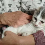 Kocurek poz. 25/662/K