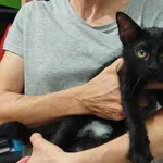 Kocurek poz. 25/653/K