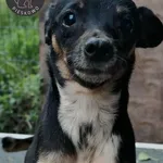 Pies do adopcji, Wolsztyn, 21 września 2025