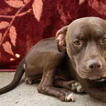 Zaginął pies, Warszawa, 22 września 2025