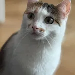 Zaginął kot, Jagodno, 22 września 2025