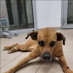 Znaleziono psa, Grudziądz, 20 września 2025