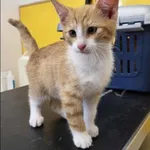 Znaleziono kota, Grudziądz, 21 września 2025