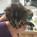 Kocurek poz. 25/669/K