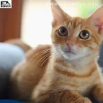 Bastian - Sympatyczny rudzielec o wielkich oczach szuka domu