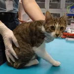 Kot do adopcji, Szczecin, 23 września 2025