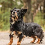 Pies do adopcji, Nowodwór, 22 września 2025