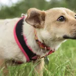 Pies do adopcji, Nowodwór, 22 września 2025