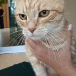 Znaleziono kota, Gdańsk, 23 września 2025