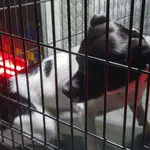 Znaleziono psa, Radom, 21 września 2025