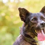 Pies do adopcji, Nowodwór, 22 września 2025