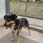 Znaleziono psa, Gdańsk, 23 września 2025