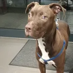 Pies odnaleziony w dniu 22.09.2025 r. przy ul. Grzymały-Siedleckiego.