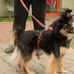 Sunia przywieziona z Pobiedzisk