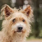 Pies do adopcji, Nowodwór, 22 września 2025