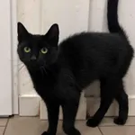 Kot do adopcji, Włocławek, 23 września 2025