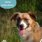 Gerwi