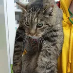 Znaleziono kota, Gdańsk, 24 września 2025