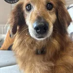 Niuniuś z Przytuliska w Wolsztynie szuka domu 🙂 Niuniuś to psi senior w typie jamnika długowłosego, ma ponad 10 lat i piękne futerko. Został znaleziony w okolicach ronda Niałek Wielki/Powodowo obok s