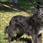 Znaleziono psa, Grudziądz, 2 lipca 2018