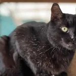 Kot do adopcji, Bydgoszcz, 1 października 2025