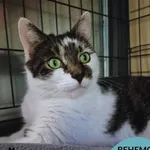 Kot do adopcji, Gdynia, 25 września 2025