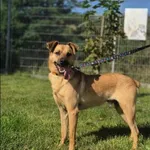 Znaleziono psa, Grudziądz, 2 maja 2022