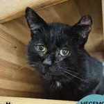 Kot do adopcji, Gdynia, 25 września 2025