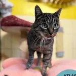 Kot do adopcji, Gdynia, 25 września 2025