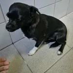 Znaleziono psa, Lublin, 25 września 2025